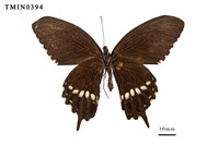 玉帶鳳蝶藏品圖，第3張